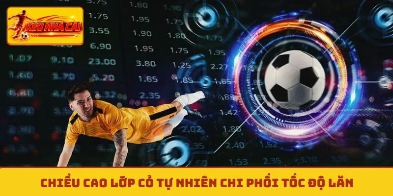Chiều cao lớp cỏ tự nhiên chi phối tốc độ lăn